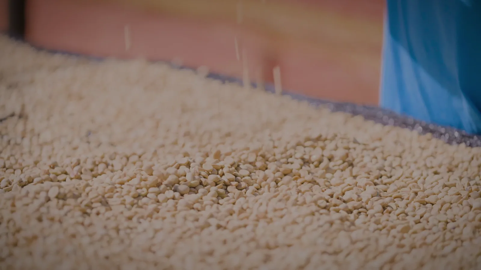 Parchment coffee spread out in a long drying bed